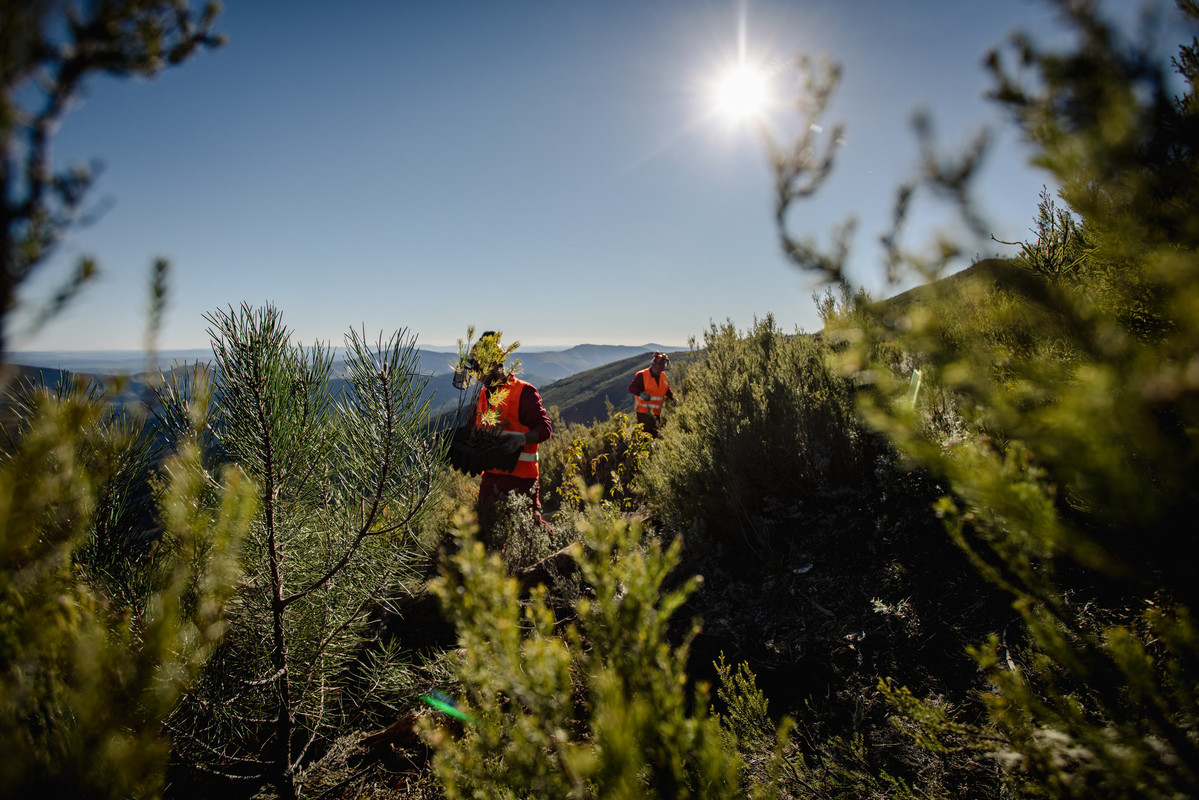 Voluntarios de Repsol participando en una replantación dentro del proyecto Motor Verde